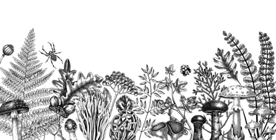 Hand drawn autumn forest background with ferns, mushrooms, fall leaves, berries and autumn plant sketches. Vintage botanical design template. Natural banner, print. Woodlands vector illustration.